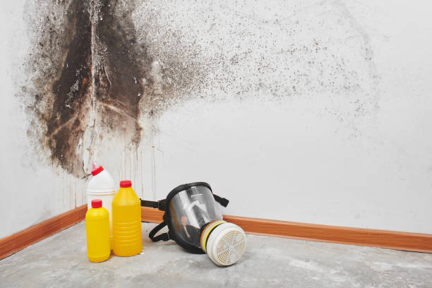 Best Commercial Mold Remediation in Rahway, NJ