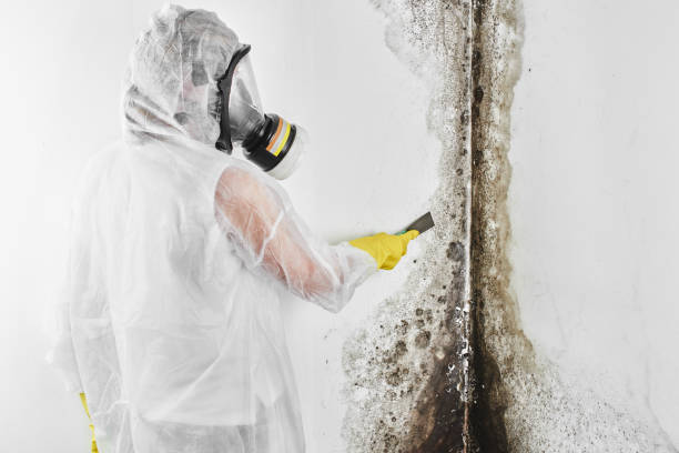 Best HVAC Mold Remediation in Rahway, NJ