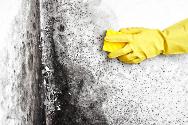 Best DIY Mold Remediation Support Services in Rahway, NJ