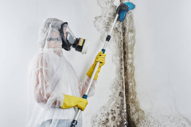 Best Residential Mold Remediation in Rahway, NJ