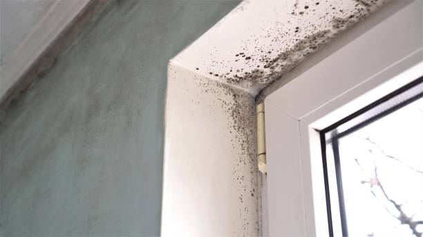 Best Mold Testing and Inspection Services in Rahway, NJ