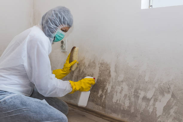 Best Mold Testing and Inspection Services in Rahway, NJ