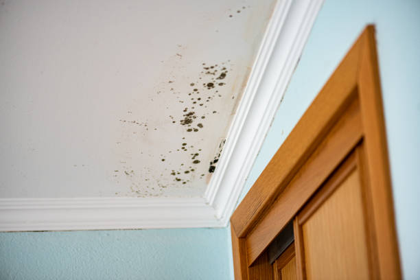 Best Emergency Mold Remediation in Rahway, NJ