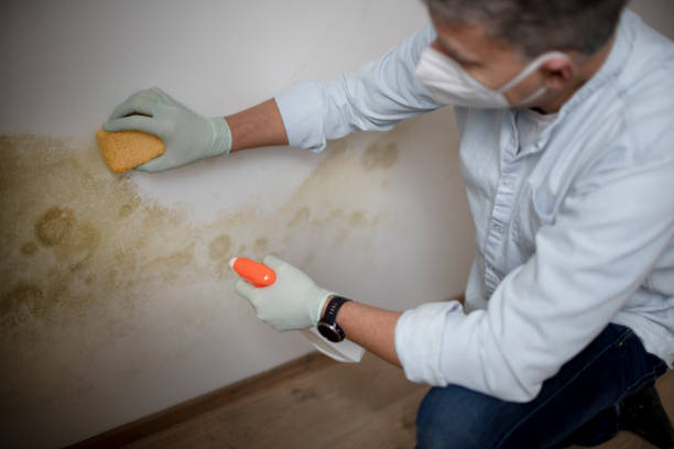 Reliable Rahway, NJ Mold Remediation Solutions