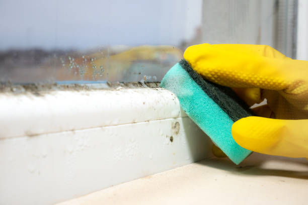 Best Black Mold Remediation in Rahway, NJ