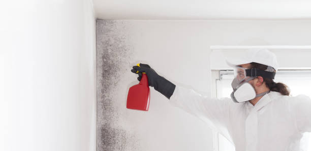 Best DIY Mold Remediation Support Services in Rahway, NJ