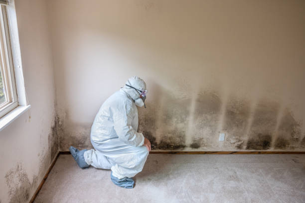 Best Industrial Mold Remediation in Rahway, NJ