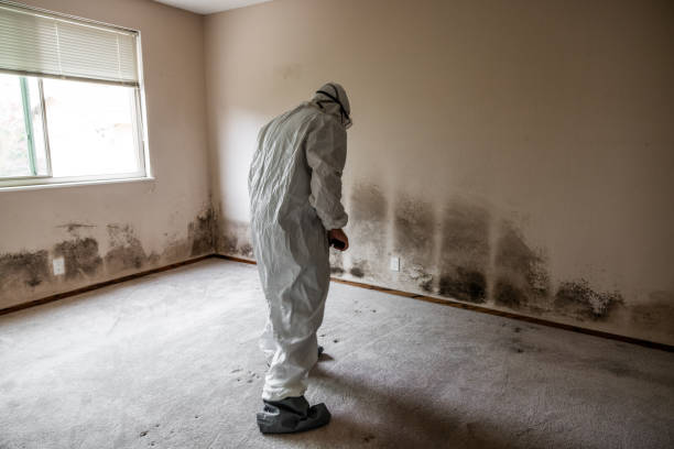 Best Residential Mold Remediation in Rahway, NJ